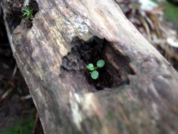 木ツツキの穴では育まれている三つ葉の苗木の写真