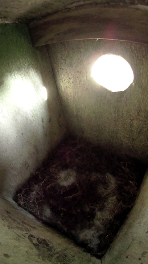 朝日が差し込む巣立ち後のシジュウカラの巣箱の写真