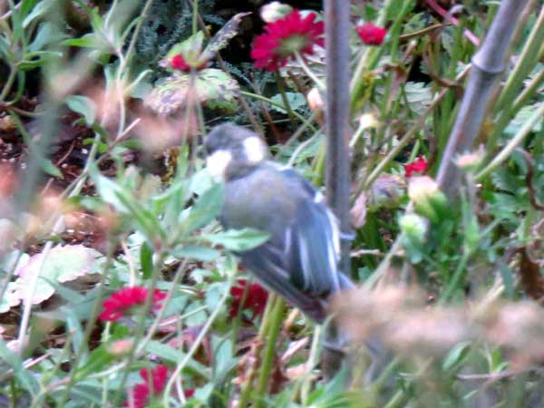 庭の植物に掴まっているシジュウカラの幼鳥の写真
