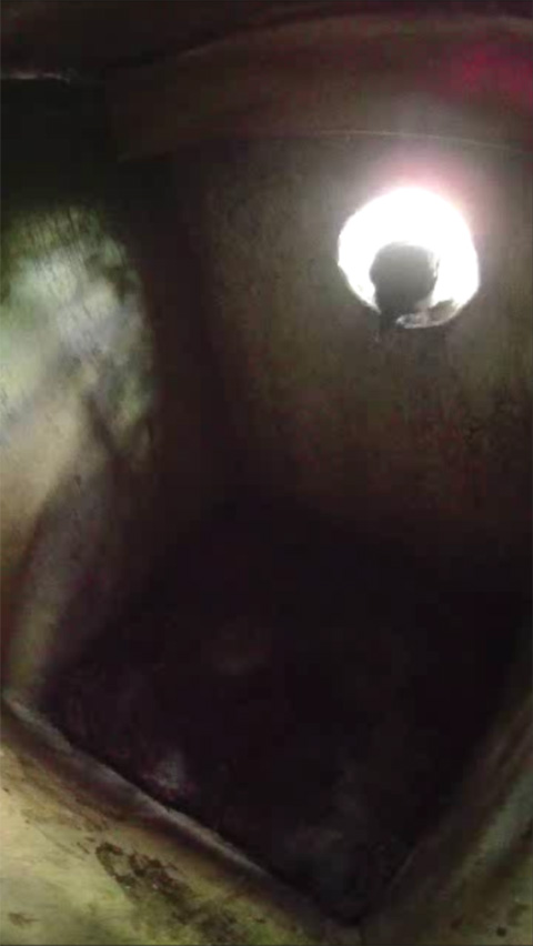 巣箱の入り口に頭を突っ込んで中を覗きこむヤマガラの写真