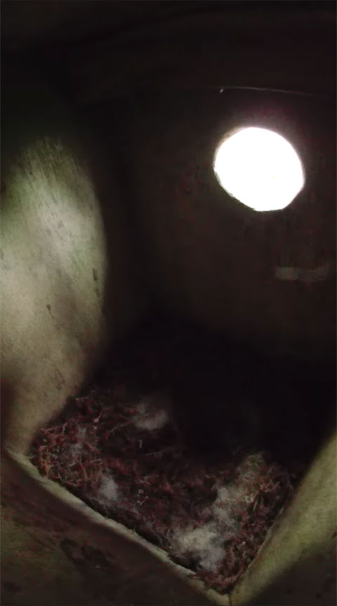 シジュウカラのさえずりが聞こえている巣箱内部の写真