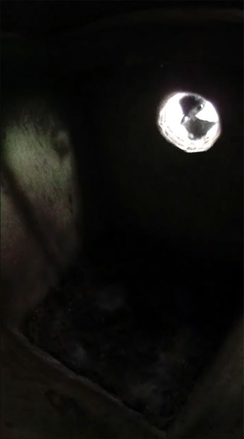暗い巣箱を覗きこむシジュウカラの写真