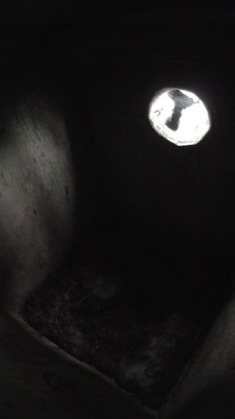 まだ暗い巣箱の中を覗きこむシジュウカラの写真