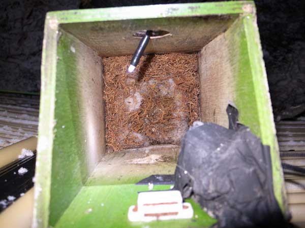 茶色く変色している巣材で敷き詰められているシジュウカラの巣箱の内部の写真