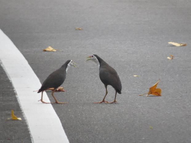 道路上で向き合ってにぎやかに話し合う二羽のシロハラクイナの写真