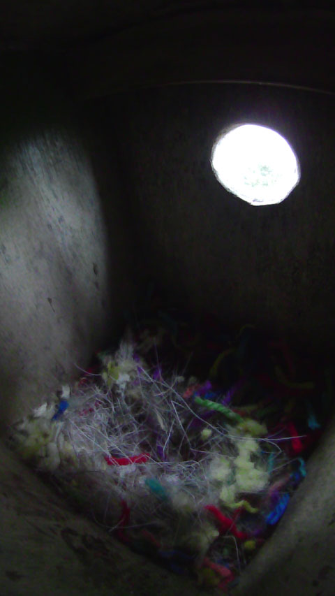 まだ暗いニジの巣箱の写真