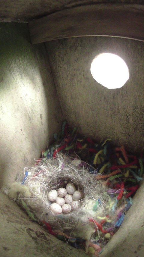 ニジの巣箱に卵が9個入っている写真