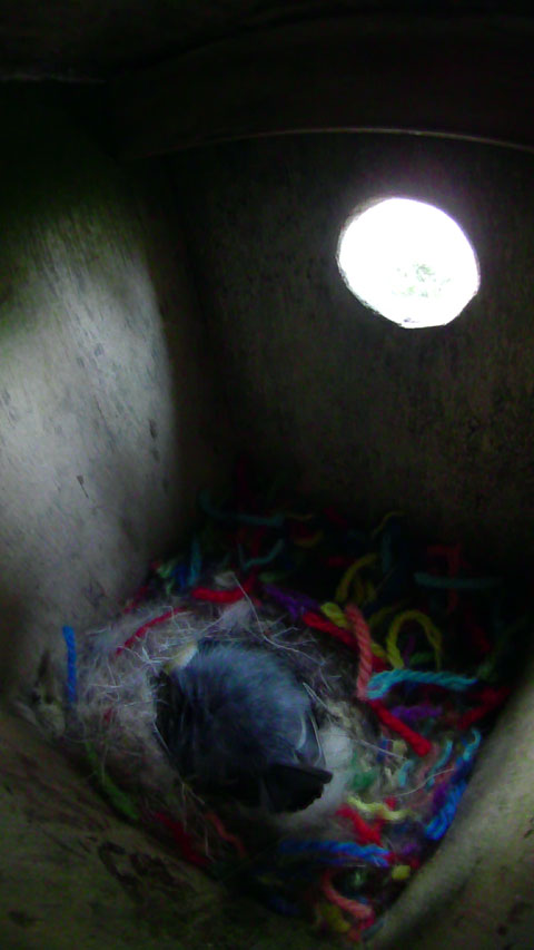 ニジの巣箱で抱卵中のシジュウカラの母鳥の写真