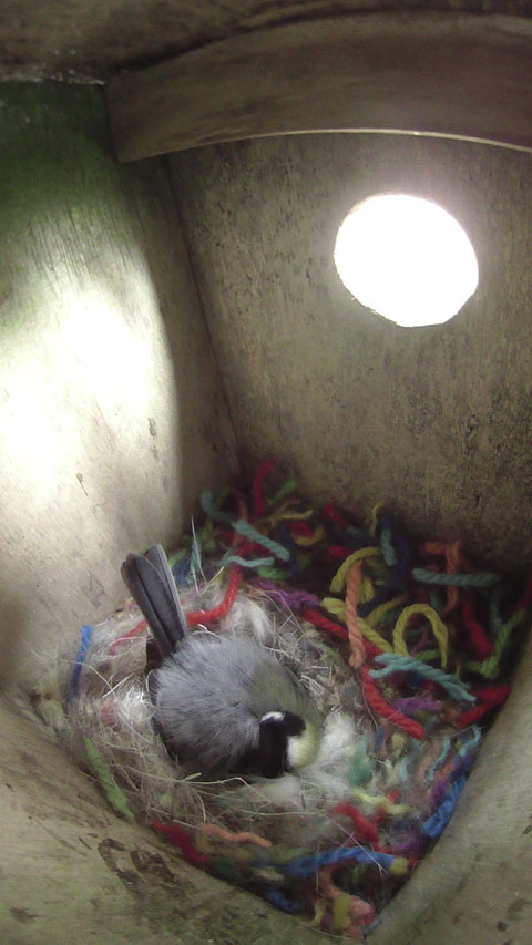 ニジの巣箱で抱卵しているシジュウカラの母鳥の写真