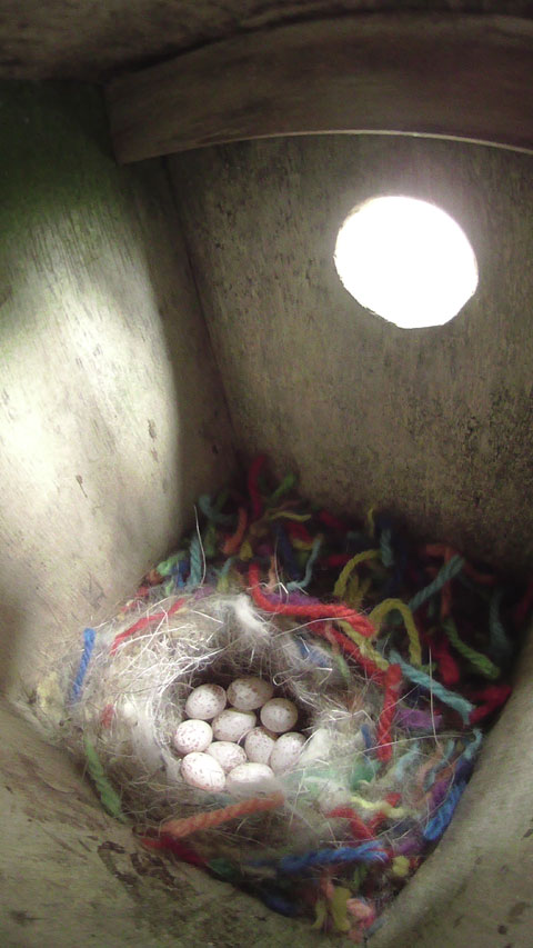 卵が10個確認できるシジュウカラのニジの巣の写真