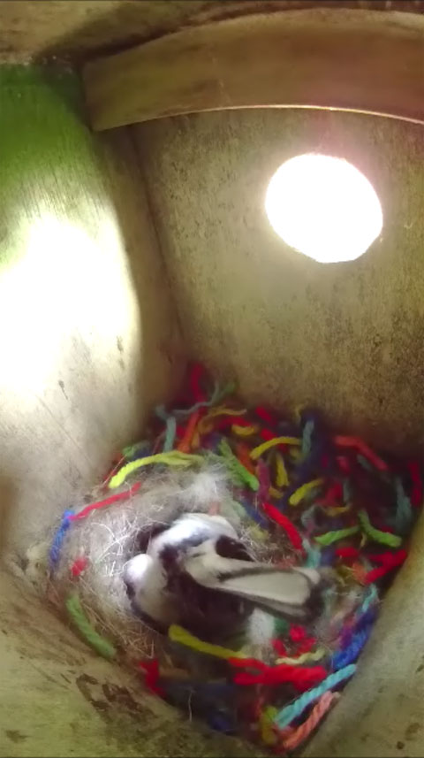 巣に逆立ちして卵をかき混ぜている母鳥の写真