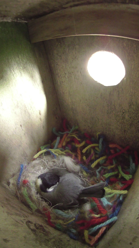 眠りながら卵を温めているシジュウカラの母鳥の写真