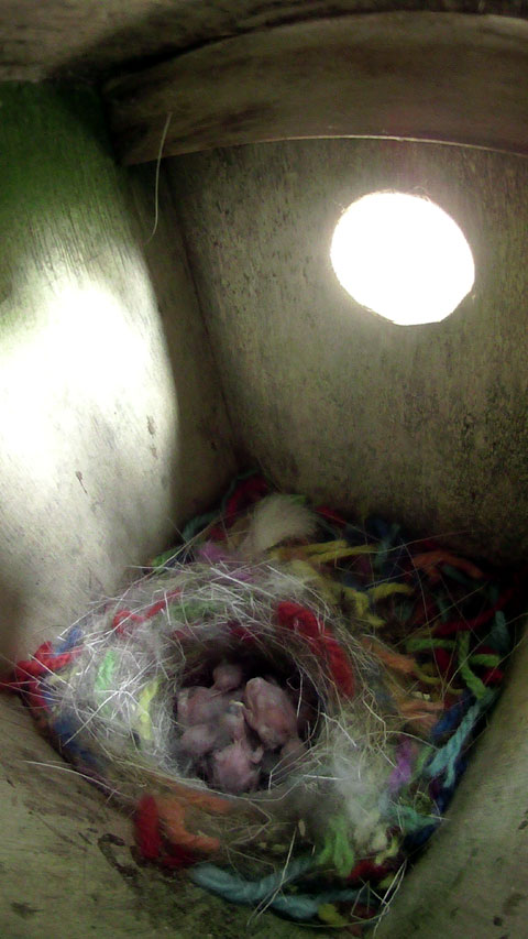 ニジの巣箱で親鳥の帰りを待つまだ羽毛の無い雛鳥の写真