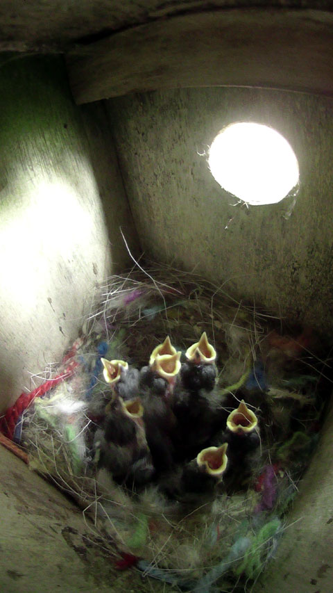 巣箱の外の親鳥の声に反応して一斉に餌をねだる七羽の雛の写真