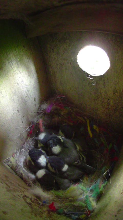 母鳥不在の巣箱で眠りにつくシジュウカラの雛達の写真
