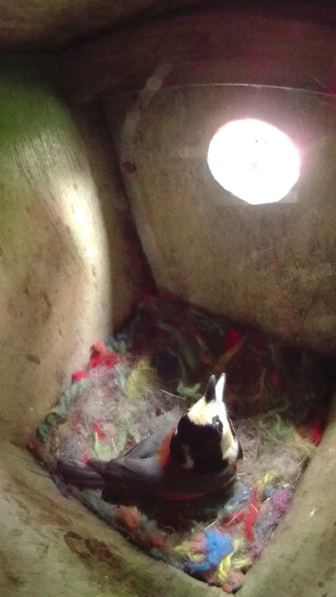 巣箱の中から外を威嚇するヤマガラ