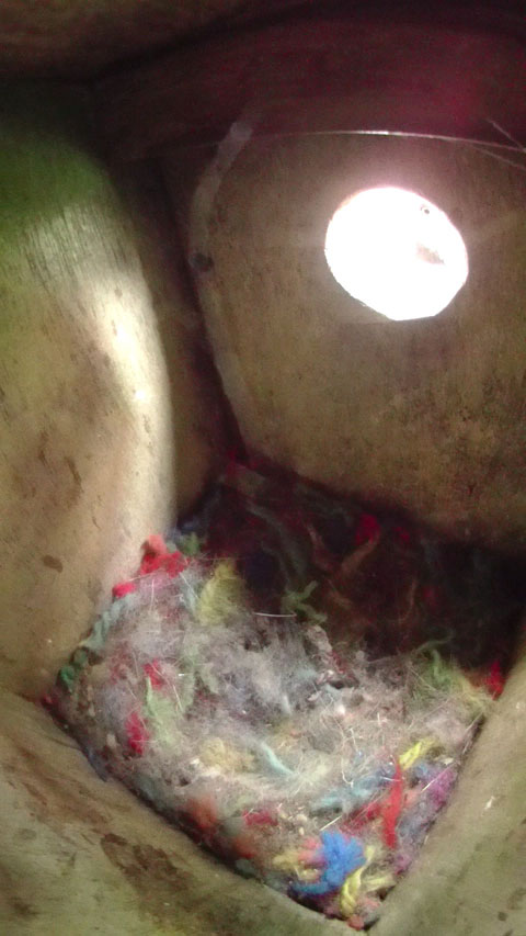 巣箱を覗くヤマガラ
