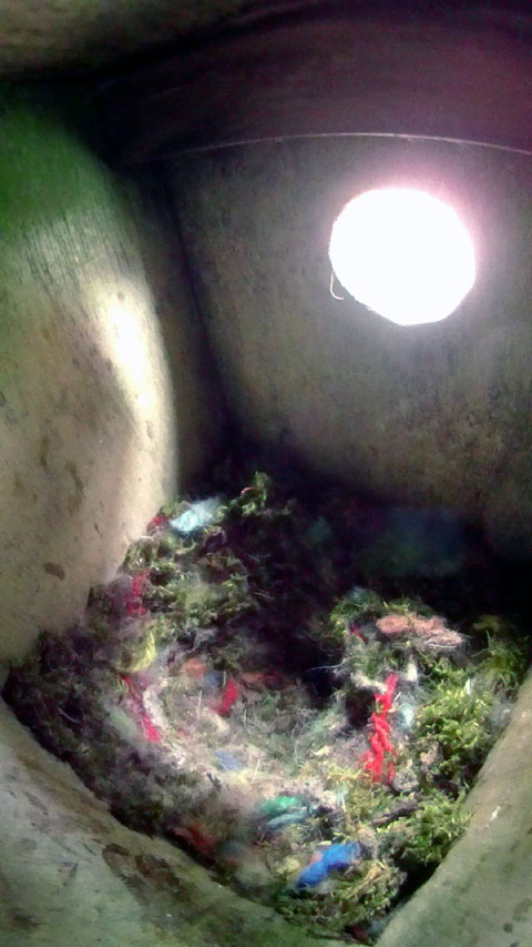 巣床の形が出来つつあるヤマガラの巣