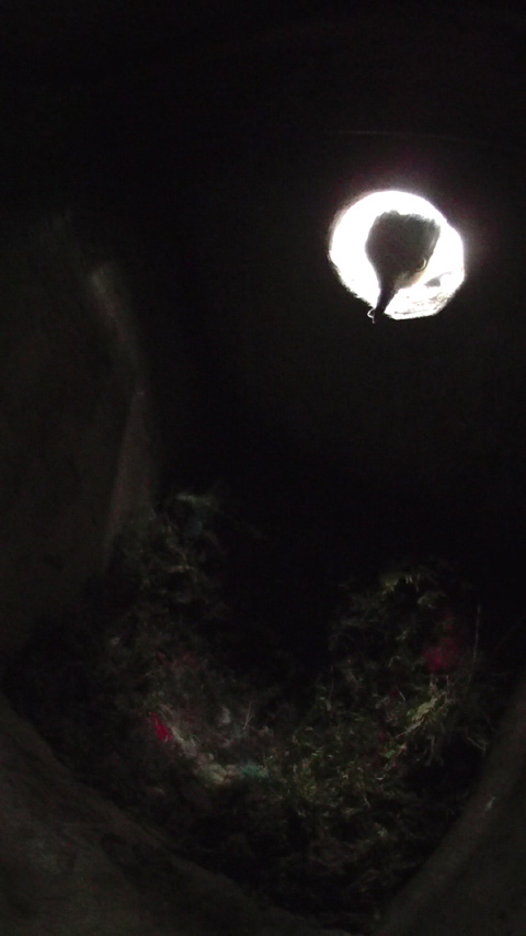 巣穴から中を覗くヤマガラ