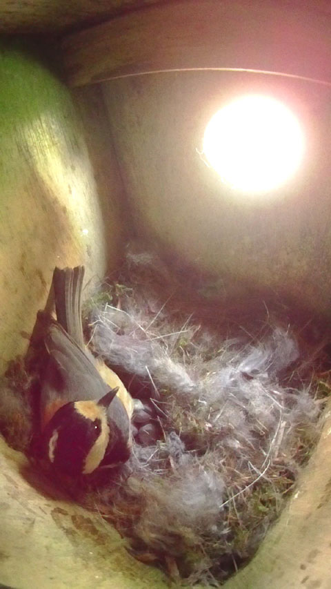 巣穴を見上げているヤマガラの母鳥