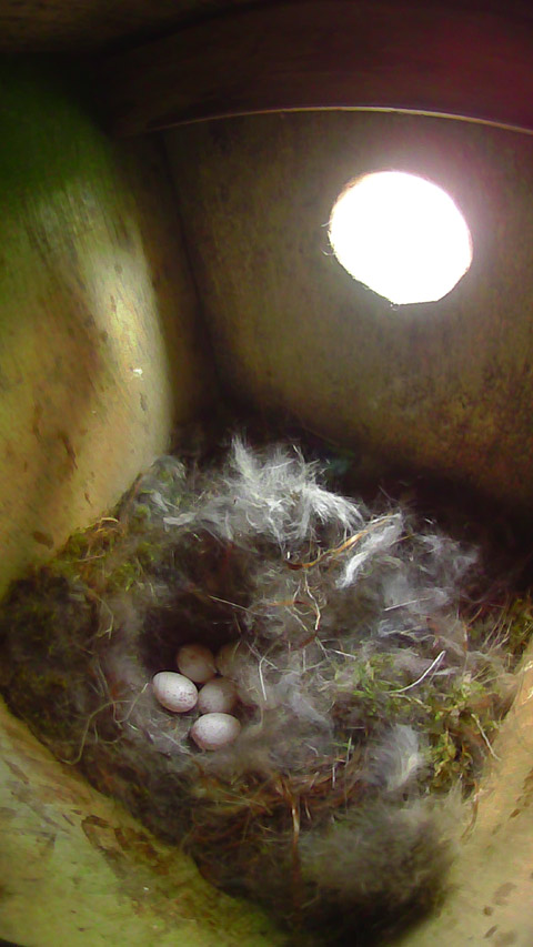 巣床に卵が６個並んでいる