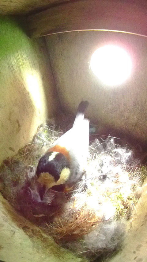 柔らかい巣材を持ち込むヤマガラの母鳥