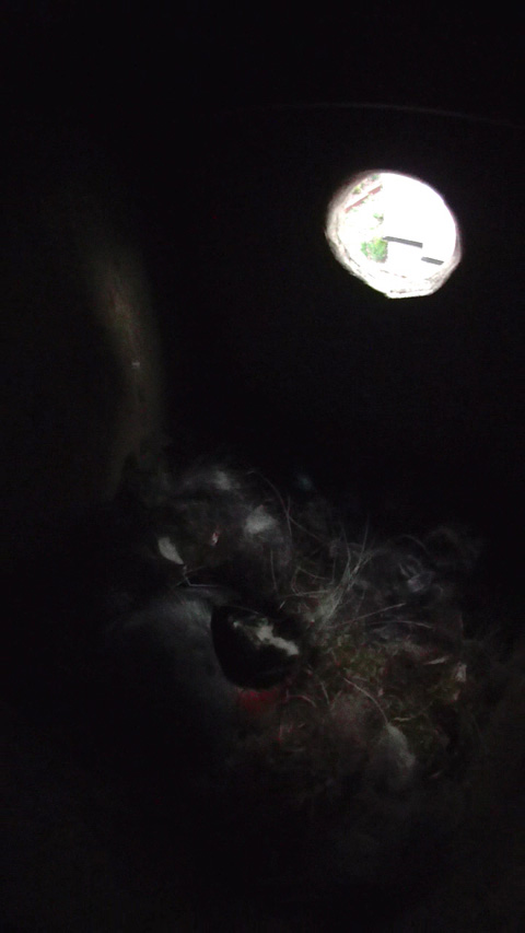 卵を温めながら眠るヤマガラの母鳥
