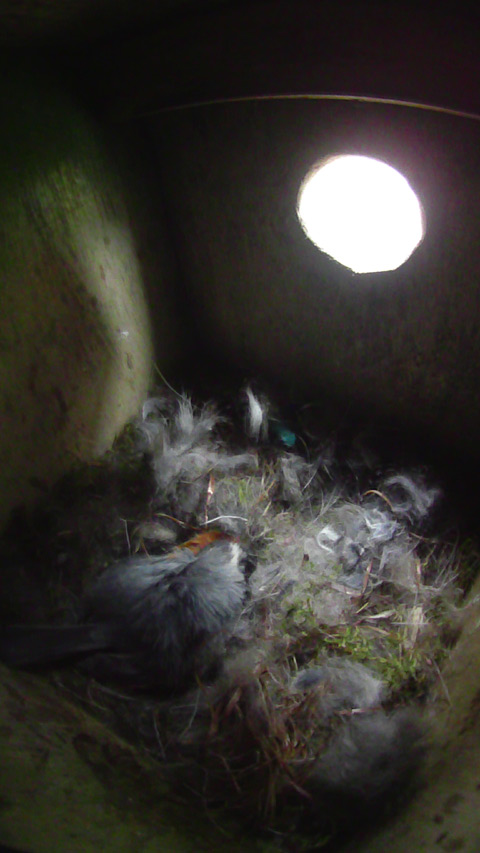 巣床整備をするヤマガラ母鳥