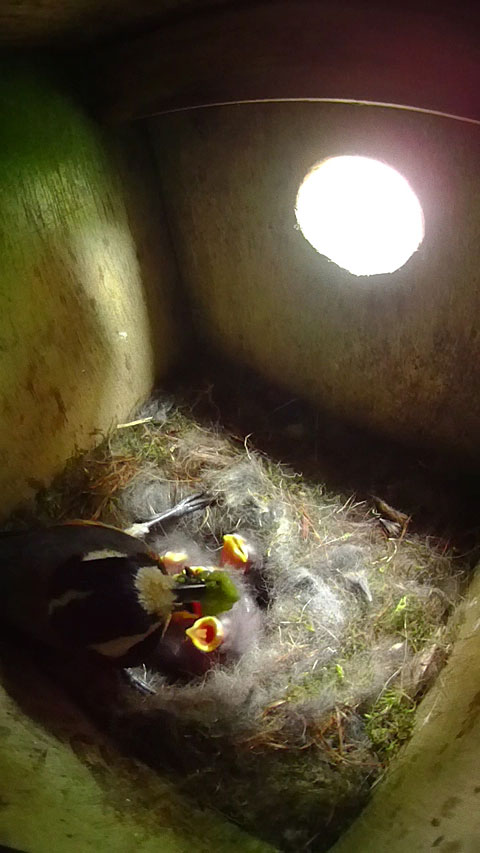 雛に青虫を食べさせているヤマガラの親鳥