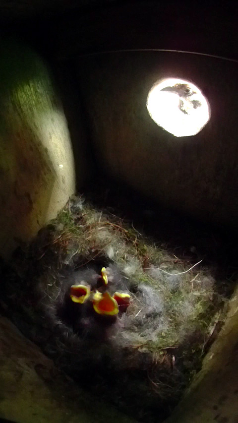 ヤマガラ親鳥留守中に巣箱を覗くスズメ