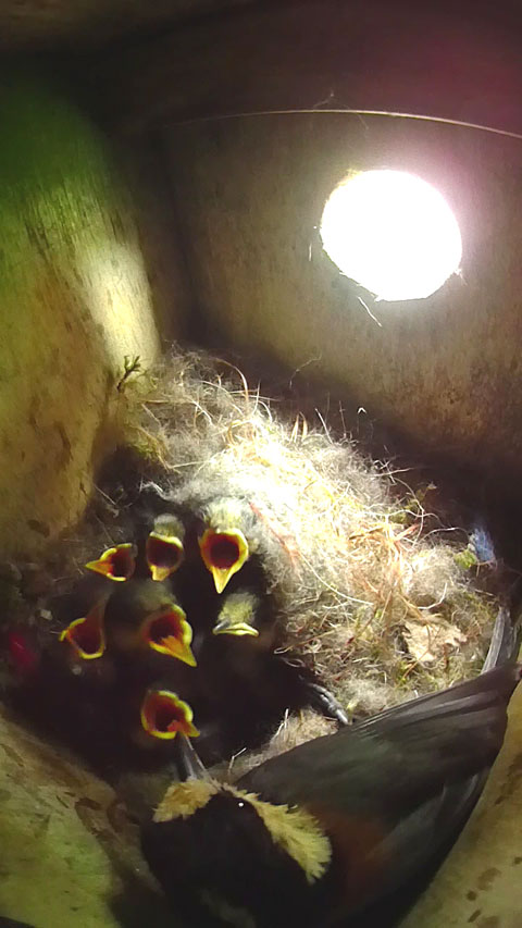 七羽の雛に給餌するヤマガラ母鳥