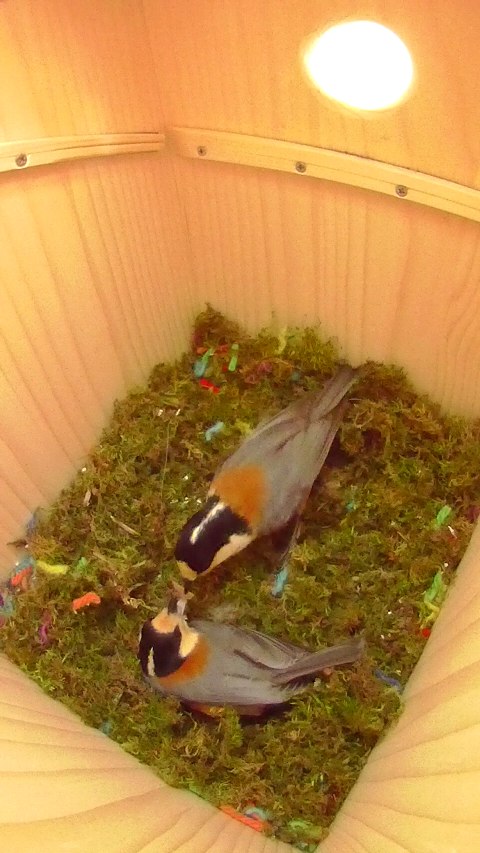 親鳥同士で給餌するヤマガラ夫妻の写真