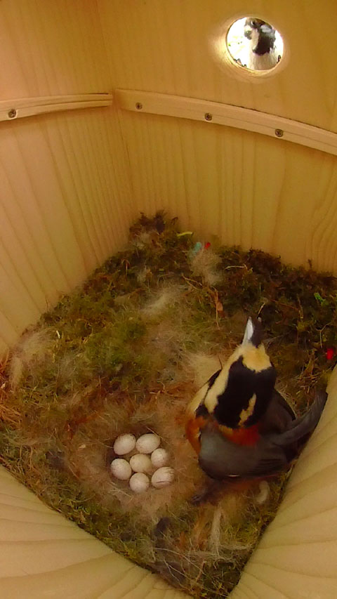 スズメがヤマガラの巣箱を覗いて母鳥に威嚇されている写真