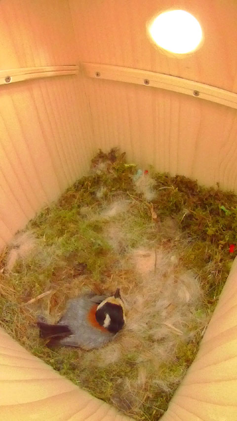 巣箱の中で卵を温めるヤマガラの母鳥の写真