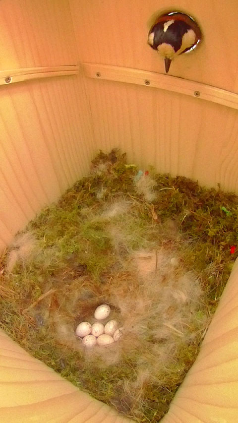 ヤマガラの巣の中に卵が七つ見えている写真