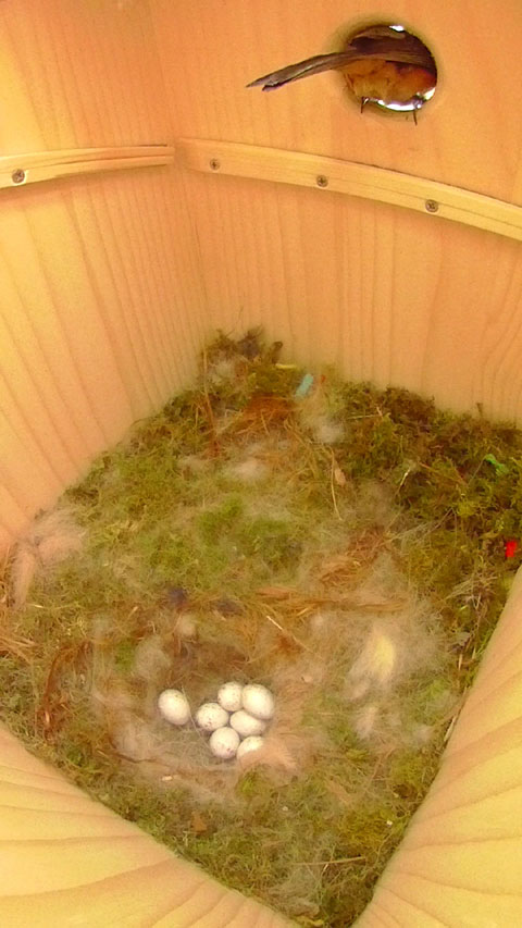 巣箱にたまご七つ残して外出する母鳥の写真