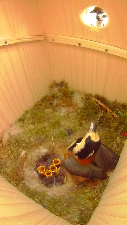 巣箱を覗くスズメを威嚇するヤマガラ母鳥の写真