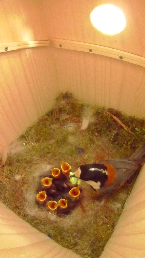 雛に給餌するヤマガラ母鳥の写真