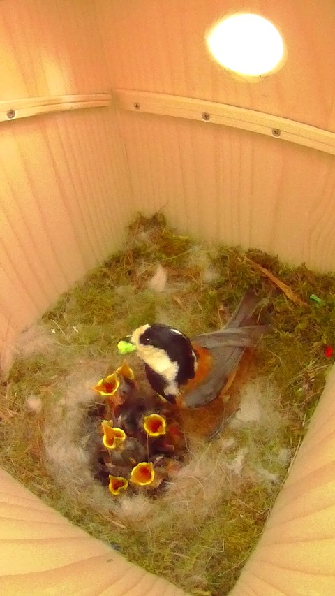 巣箱の中で雛に給餌するヤマガラ母鳥の写真