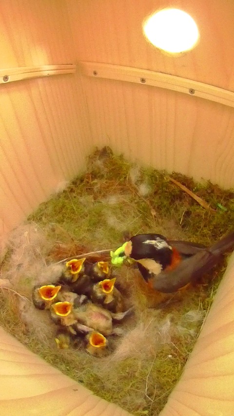 母鳥給餌