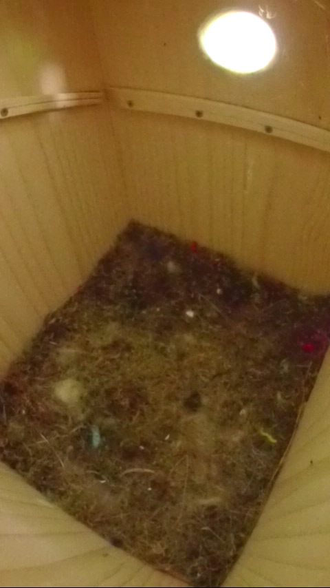 巣立ち後91日目のヤマガラ巣箱で活動する小クモの写真
