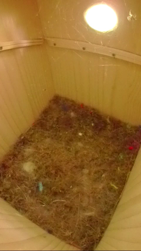 クモが餌を獲っている巣立ち後120日目のヤマガラ巣箱の写真