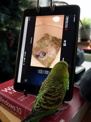 巣箱カメラの録画モニター画面をチエックするセキセイインコのピースケ研究員の写真