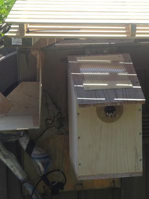 巣箱カメラの設置された巣箱から顔を覗かせているヤマガラの母鳥の写真