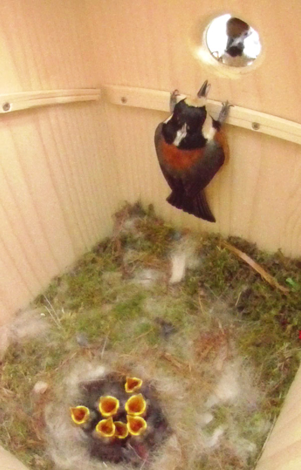 巣箱に侵入しようとするスズメと戦い雛を守るヤマガラ母鳥の写真