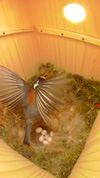 巣箱を飛び出す前に準備体操するヤマガラ母鳥の写真