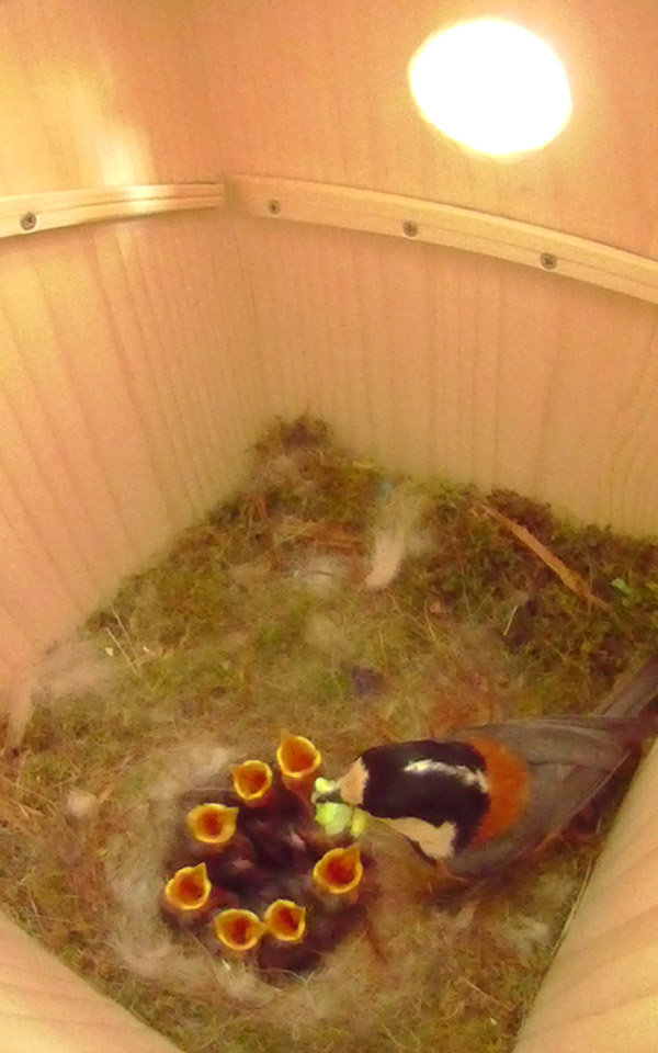 温かな日が差し込む明るい巣箱の中で7羽の雛の誰に餌を与えるか一瞬迷っているヤマガラ母鳥の写真