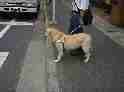 ラブラドールレトリバー犬、横断歩道の手前で信号待ちをしている写真、ハーネスをつけて立派にお仕事をしているところです。