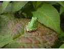雨上がりの道端の叢の大きな葉っぱの上に小さな雨蛙の後ろ姿があった。小さな雨蛙の美しい黄緑色の背中の写真