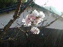 狂い咲きの桜